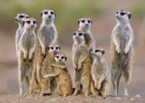 Suricates: Suricate / Meerkat - family with young on the lookout