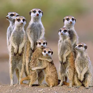 Suricates: Suricate / Meerkat - family with young on the lookout