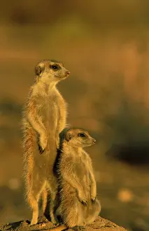 Sentry: Suricate / Meerkat - Female with young on the lookout