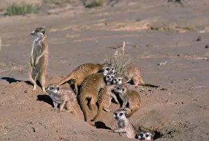 Suricates: Suricate / Meerkat - group emerging from hole after