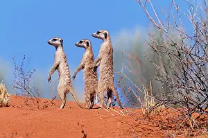 Sentry: SURICATE / Meerkat - group on the look-out