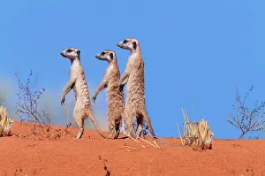 Sentry: Suricate / Meerkat - Group on the look-out
