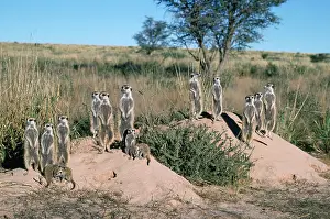 Sentry: Suricate / Meerkat - group, sunbathing in first light