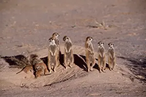 Suricates: Suricate / Meerkat - group sunning
