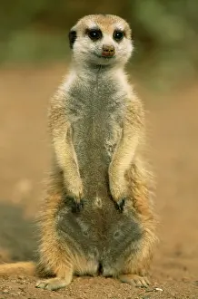 Sentry: Suricate / Meerkat - guard on look-out