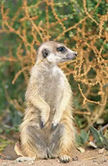 Sentry: Suricate / Meerkat - guard on look-out