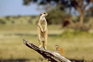 Sentry: Suricate / Meerkat - guard on look-out