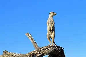 Sentry: Suricate / Meerkat - guard on look-out