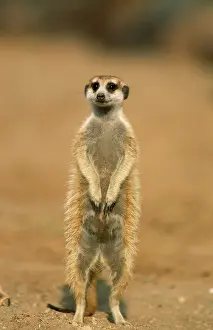 Sentry: Suricate / Meerkat - guard on look-out, sentry