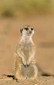 Sentry: SURICATE / Meerkat - Guard on lookout at th edge