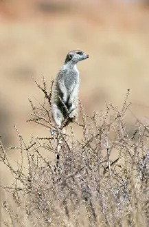 Sentry: Suricate / Meerkat - guard on the lookout from a thornbush
