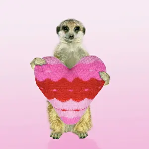 Knitted: Suricate / Meerkat - holding a knitted heart - captionable