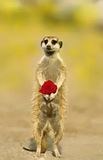 051119: Suricate / Meerkat, holding rose