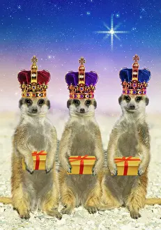 Presents: Suricate / Meerkat - three Kings