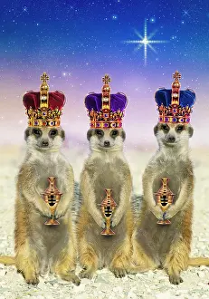 Suricates: Suricate / Meerkat - three Kings
