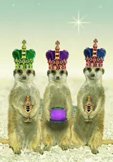 Composite: Suricate / Meerkat - three Kings wearing crowns