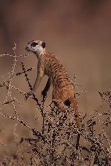 Suricates: Suricate / Meerkat - look out, on guard