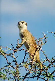 Sentry: Suricate / Meerkat - in look-out in tree, sentry