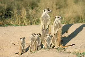 Suricates: Suricate / Meerkat - mother & nursemaid with baby kittens