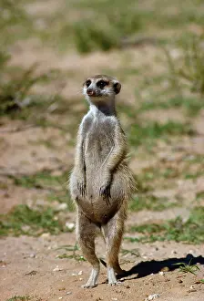 Pregnant: SURICATE / Meerkat - pregnant female on hind legs