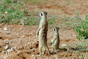 Sentinel: Suricate / Meerkat sentinel with youngster