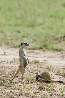 Sentinel: Suricate / Meerkat sentinel with youngster digging