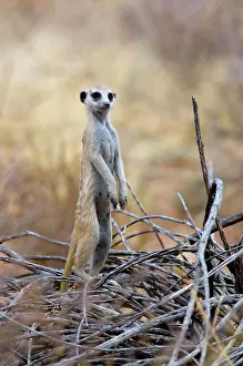 Sentry: Suricate / Meerkat - Sentry keeping watch for predators