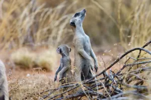 Sentry: Suricate / Meerkat - Sentry keeping watch for predators