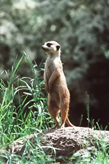 Suricates: Suricate / Meerkat - Slender-Tailed