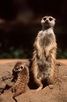 Suricates: Suricate / Meerkat - Slender-tailed, young