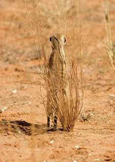 Thin: Suricate / Meerkat - Standing guard whilst taking