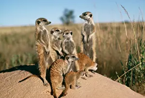 Familes: Suricate / Meerkat - Sunbathe at sunrise