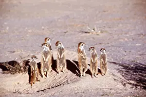 Suricates: Suricate / Meerkat - Sunbathing in early morning