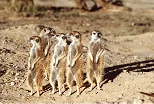 Suricates: Suricate / Meerkat - sunbathing in early morning