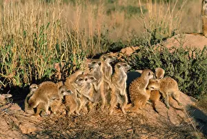 Troop: Suricate / Meerkat - troop sunbathing on a winter sunrise