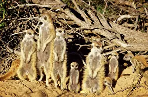 Troup: Suricate / Meerkat - part of troup sunbathing