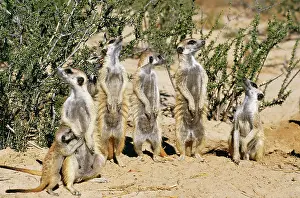 Nervous: Suricate / Meerkat - Watch Raptor overhead, ready