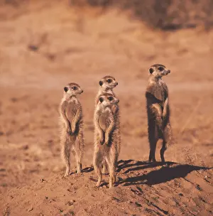 Suricates: Suricate / Meerkat - x four
