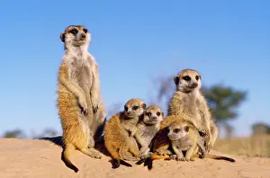 Suricates: Suricate / Meerkat - young