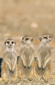 Sentry: SURICATE / Meerkat - Three young on lookout at
