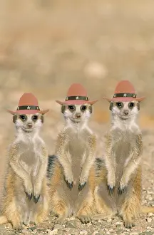 Suricates: Suricate / Meerkat young on lookout, at the edge of their bu