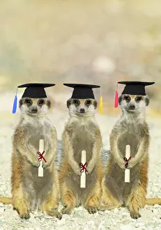 University: Suricate / Meerkats on Graduation Day