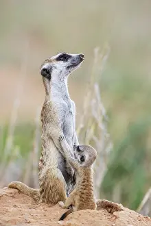 Meerkat: Suricate (Suricata suricatta). Also called Meerkat