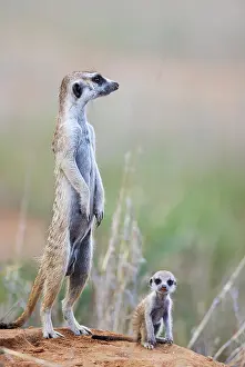 Meerkat: Suricate (Suricata suricatta). Also called Meerkat