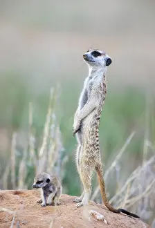 Meerkat: Suricate (Suricata suricatta). Also called Meerkat
