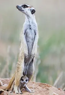 Meerkat: Suricate (Suricata suricatta). Also called Meerkat
