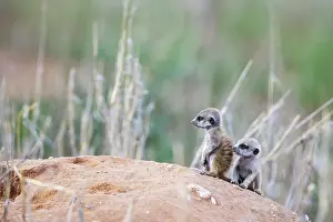 Meerkat: Suricate (Suricata suricatta). Also called Meerkat