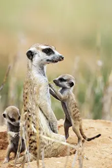 Meerkat: Suricate (Suricata suricatta). Also called Meerkat
