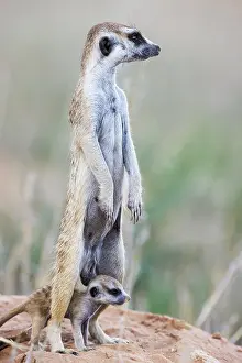 Meerkat: Suricate (Suricata suricatta). Also called Meerkat