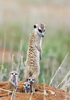 Meerkat: Suricate (Suricata suricatta). Also called Meerkat